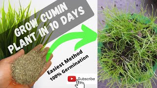 How to grow Cumin Plant From Seeds at home in 2021  Grow CuminJeera seeds at home in easiest Way [upl. by Nikos]