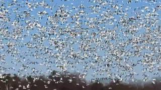 Des Milliers dOies blanche envahissent le ciel 12 [upl. by Mcconaghy]