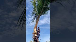 Tree cutting channel  Aravind Kanyakumari 8248851253 [upl. by Cordova]