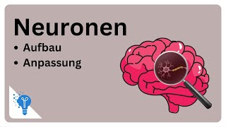 Die faszinierende Welt der Neuronen  Anatomie2Go [upl. by Nimzaj]