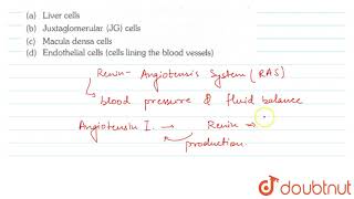 Angiotensinogen is a protein produced and secreted by  11  DIGESTION AND ADSORPTION  BIOLOGY [upl. by Notlrac126]