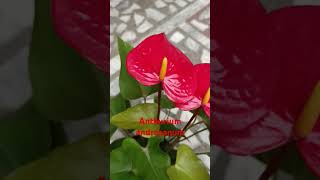 Anthurium andraeanum [upl. by Ahsinet998]