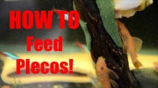 My SECRET for feeding Plecos to get them to spawn [upl. by Ahsinwad67]