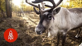 The Last Nomadic Reindeer Herders in the World [upl. by Dorion976]