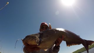 How To Use Live Bluegill For BIG Catfish [upl. by Icram]