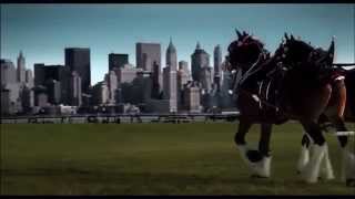 Budweiser Clydesdales 9 11 ten years later Tribute [upl. by Crowns]