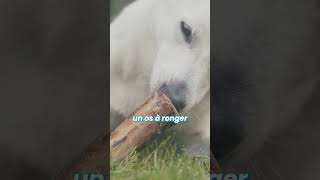 Chien DESTRUCTEUR comment larrêter [upl. by Lynden679]