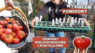 Siew pomidorów 🍅 odmiany wielkoowocowe i koktajlowe [upl. by Gudren]