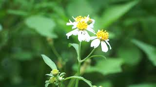 Bidens pilosa [upl. by Perreault]