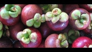 How to eat and open Mangosteen [upl. by Batholomew964]