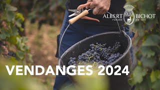 Vendanges 2024 chez Albert Bichot [upl. by Nnep]