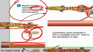 Sliding filament theory of muscle contraction [upl. by Sachi]