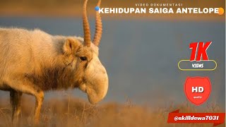 Saiga Antelope [upl. by Leland]