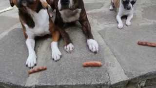 Elmo Staffy x Chihuahua  The Sausage Thief [upl. by Ruperto]