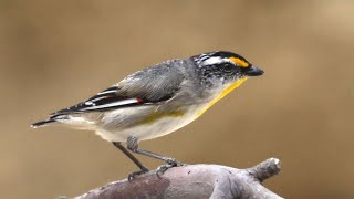 Striated Pardalote [upl. by Gaut]