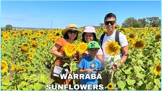 SUNFLOWER FIELD AT WARRABA CAMBOOYA QLD AUSTRALIA Intan FamilyVlog [upl. by Rosemonde]