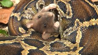 Python eats Rat 06 Time Lapse Speed x4 [upl. by Siletotsira]