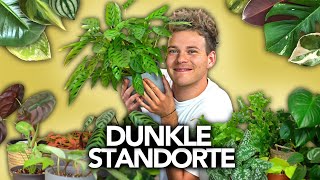 30 Zimmerpflanzen für DUNKLE STANDORTE  Joeys Jungle Plants [upl. by Readus]