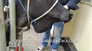 Surgical Opertaion of an abscess in cow by Dr Suchayan Chowdhury [upl. by Notgnimer]