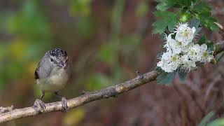 Female Spotted Pardalote Up Close Australian Native Birds Trims [upl. by Lenz]