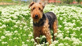 Airedale World [upl. by Pettifer651]