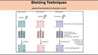 Types and Applications of Blotting Techniques  Blotting Techniques [upl. by Retsila849]