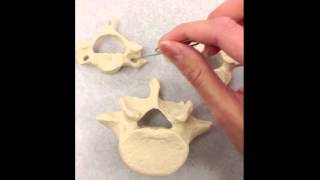 Difference Between Vertebra [upl. by Atiek99]