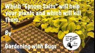 Which Epsom Salts help your plants and which will kill them [upl. by Rosene]