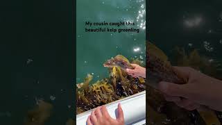 Beautiful kelp greenling fishing somebodyiusedtoknow [upl. by Rosana]