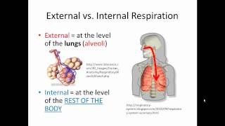 gas exchange in the lungs [upl. by Norod]