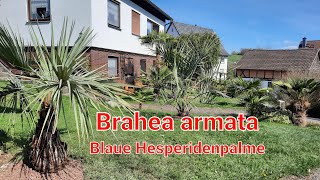 Palme 🌴 auspflanzen Brahea armata Trachycarpus fortunei Hanfpalme Freilandpalme Exoten Garten [upl. by Bill]