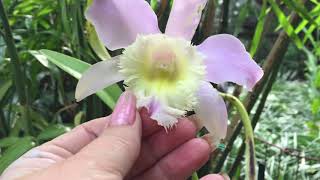 Rhyncholaelia Digbyana x Cattleya Loddigessii [upl. by Ardua619]