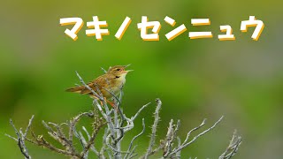 マキノセンニュウの囀りワッカ原生花園 [upl. by Maharg]