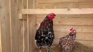 American Gamefowl Morgan whitehackles [upl. by Moazami400]