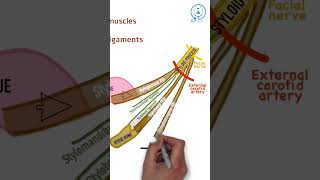 Styloid process  NEET PG  INICET  MBBS ANATOMY LECTURES [upl. by Valeda]