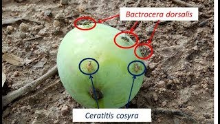 Species competition Bactrocera dorsalis versus Ceratitis cosyra [upl. by Valery]