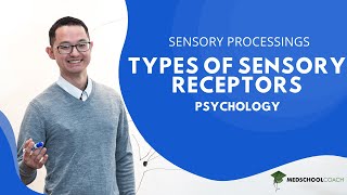 Types of Sensory Receptors [upl. by Alioz851]