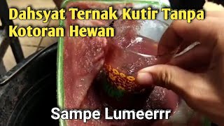 Cara Mudah Ternak Kutu Air Tanpa Kotoran Hewan [upl. by Thomsen74]