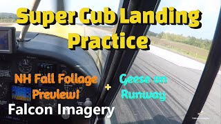 Super Cub Landing Practice Geese on Runway amp NH Fall Foliage [upl. by Rednael]