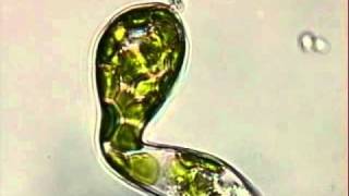 EUGLENA VIRIDIS [upl. by Cuyler]