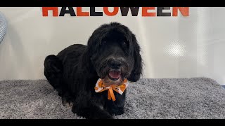 Easy Cockapoo Groom  Dog Grooming [upl. by Eirdua]