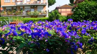 Ripararsi dal sole con una Ipomea gigante blu [upl. by Ebocaj443]