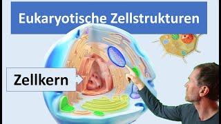 Eukaryotische Zellen Pflanzenzelle und Tierzelle mit ihren wichtigsten Zellstrukturen Organellen [upl. by Anilas]