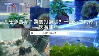 養孔雀魚要打氣嗎？一直死翹翹是怎麼回事？孔雀魚壽命有多長 [upl. by Rebmak908]