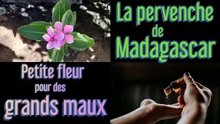 La pervenche de Madagascar et ses bienfaits  petite fleur pour de grands maux [upl. by Ahseinaj339]