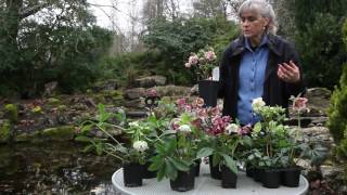 All About Hellebores [upl. by Gorlicki]