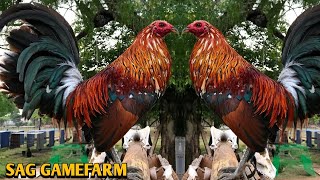 Spangled Hatch Grey Albany  SAG Gamefarm 💯🐓🐓🐓💥💥💥💥💥💥 [upl. by Epoh]