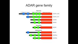 RNA editing continued March 2022 [upl. by Schoenfelder]