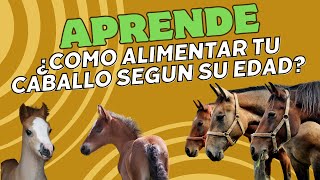 ¿COMO ALIMENTAR LOS CABALLOS SEGÚN SU EDAD [upl. by Sahc]