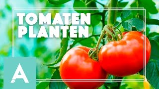 Tomaten planten  Grow Cook Eat 29 [upl. by Aluor353]